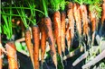 While 2,500 acres of production adds up to a lot of carrots, the owners of Nature’s Finest Produce face global competition, including large operators located in Mexico and California