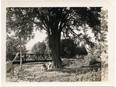 American elm tree in Elma