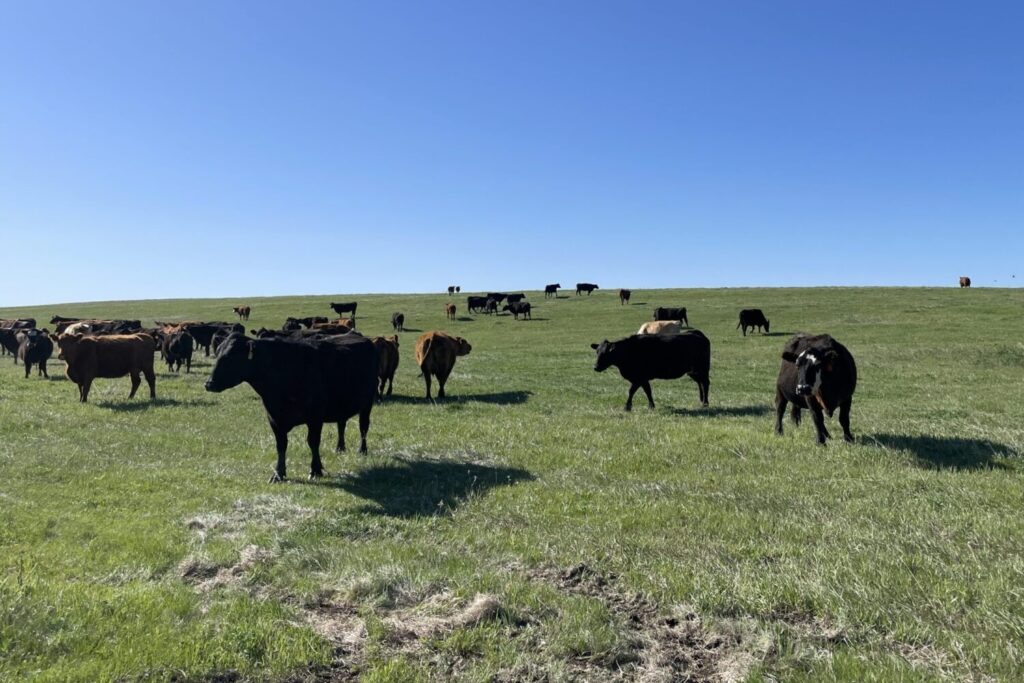 Cattle in a pasture near Saint Onge, South Dakota. (Seth Tupper/South Dakota Searchlight)