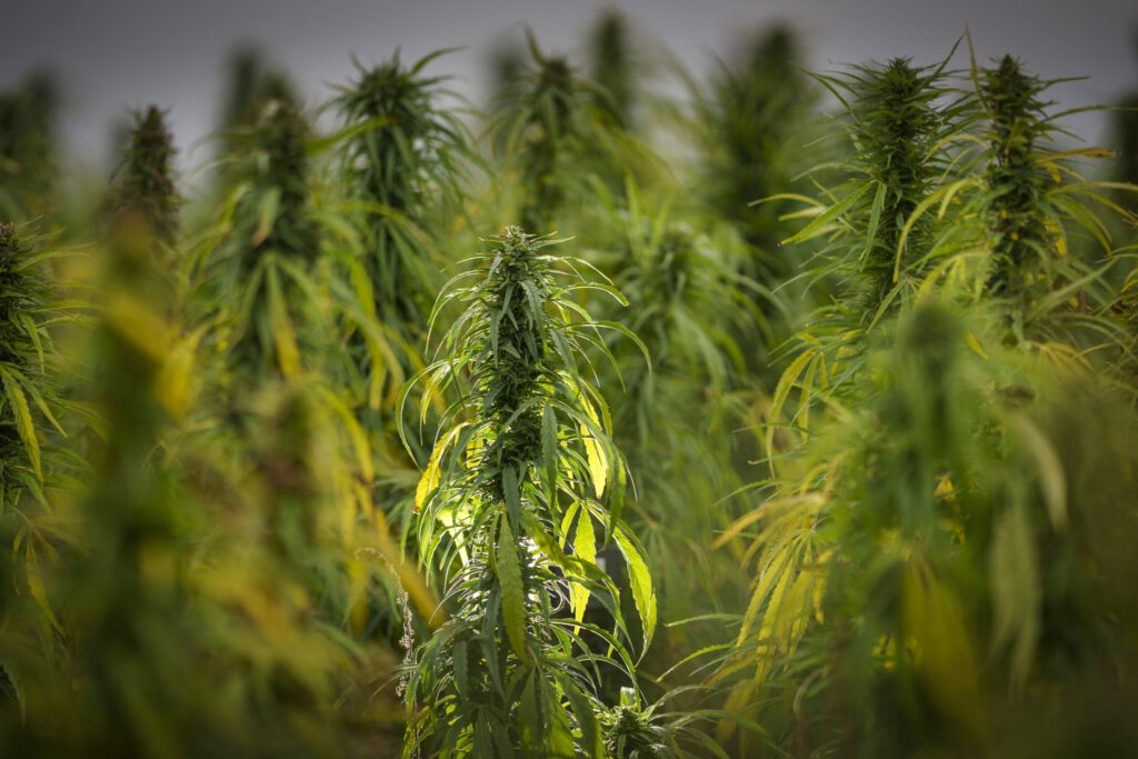 Hemp crop. (Christopher Furlong/Getty Images)