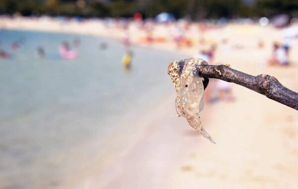 Box jellyfish sighted in Waikiki, Pokai Bay Beach