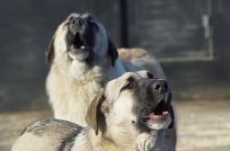 Кървав ужас в Монтана: Огромни кучета нахлуха в чужд двор и разкъсаха...