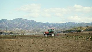 Фукусима возрождает агросектор, ее томаты берут лучшие рестораны