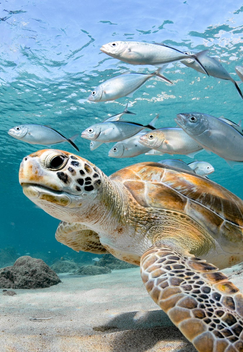 Turtle swims in a clean ocean