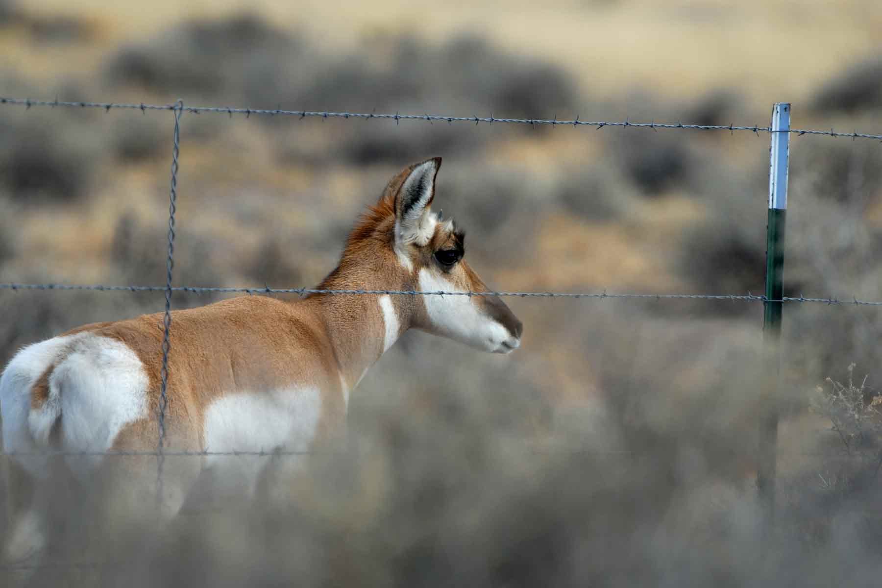 Barbed wire farm and ranch fencing containing wildlife and other livestock