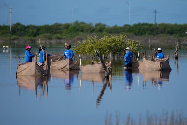 Mexico Climate Mangroves