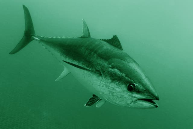 Bluefin tuna can grow to 12 feet long and hit speeds of 43mph