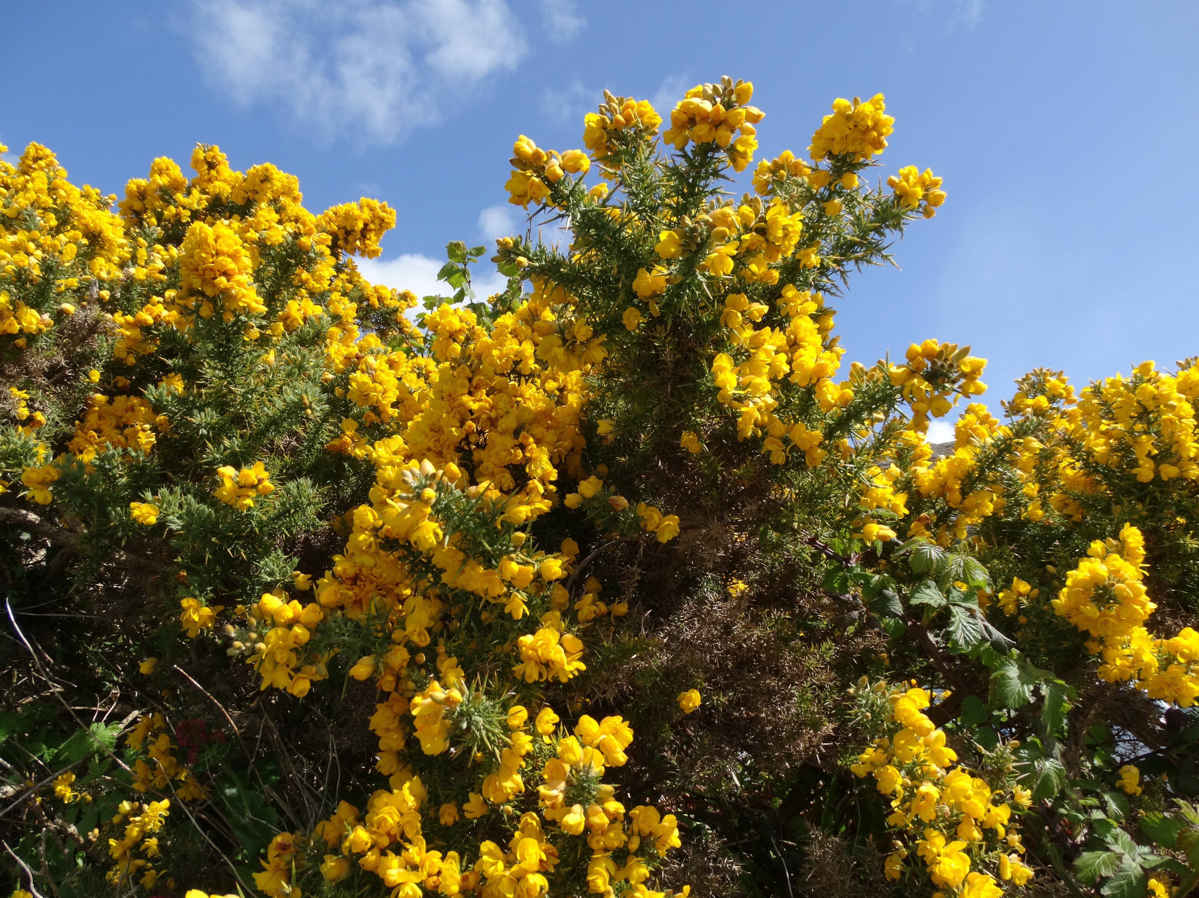 A researcher suggested humans could think about using gorse for protein in the future