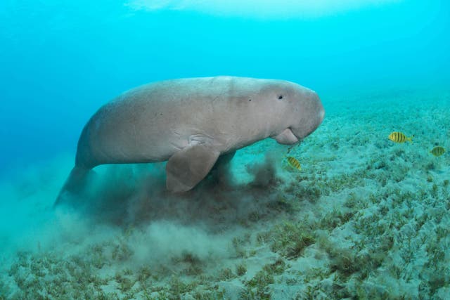 Dugong feeding on sea grass (Alamy/PA)