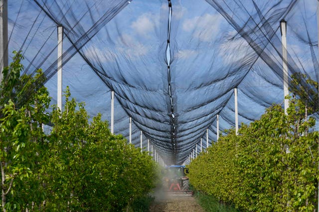 <p>FILE: A farmer works by maneuvering her tractor in a pear field in Crevalcore, center Italy, Tuesday, 18 April 2023</p>