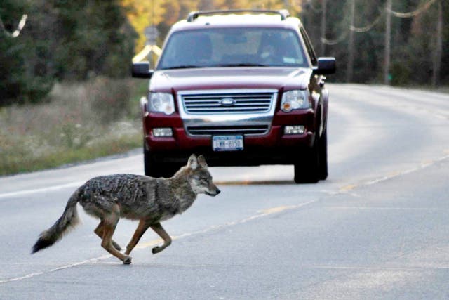 <p>The San Francisco Botanical Garden was closed Friday after a five-year-old was bit by a coyote </p>