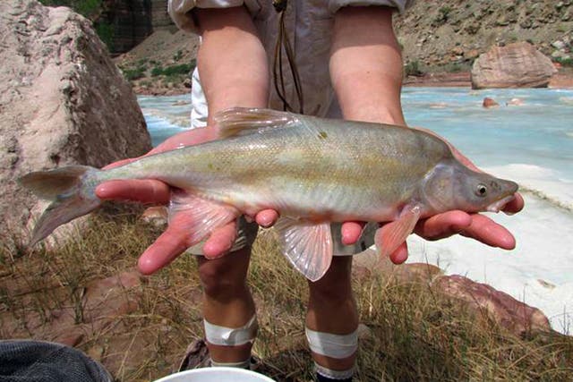 Humpback Chub Protection