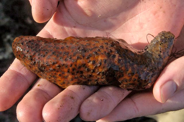 Sea Cucumber Smuggling