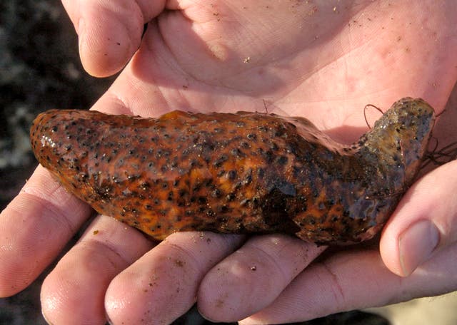 Sea Cucumber Smuggling