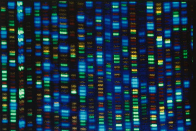 <p>Output from a DNA sequencer. Look closely and you may spot the Gore genetic gift for public speaking </p>