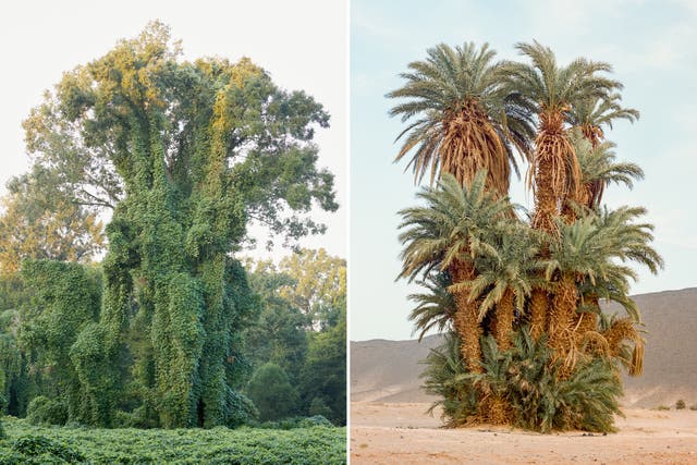 <p>Left: Mississippi. Right: Morocco</p>