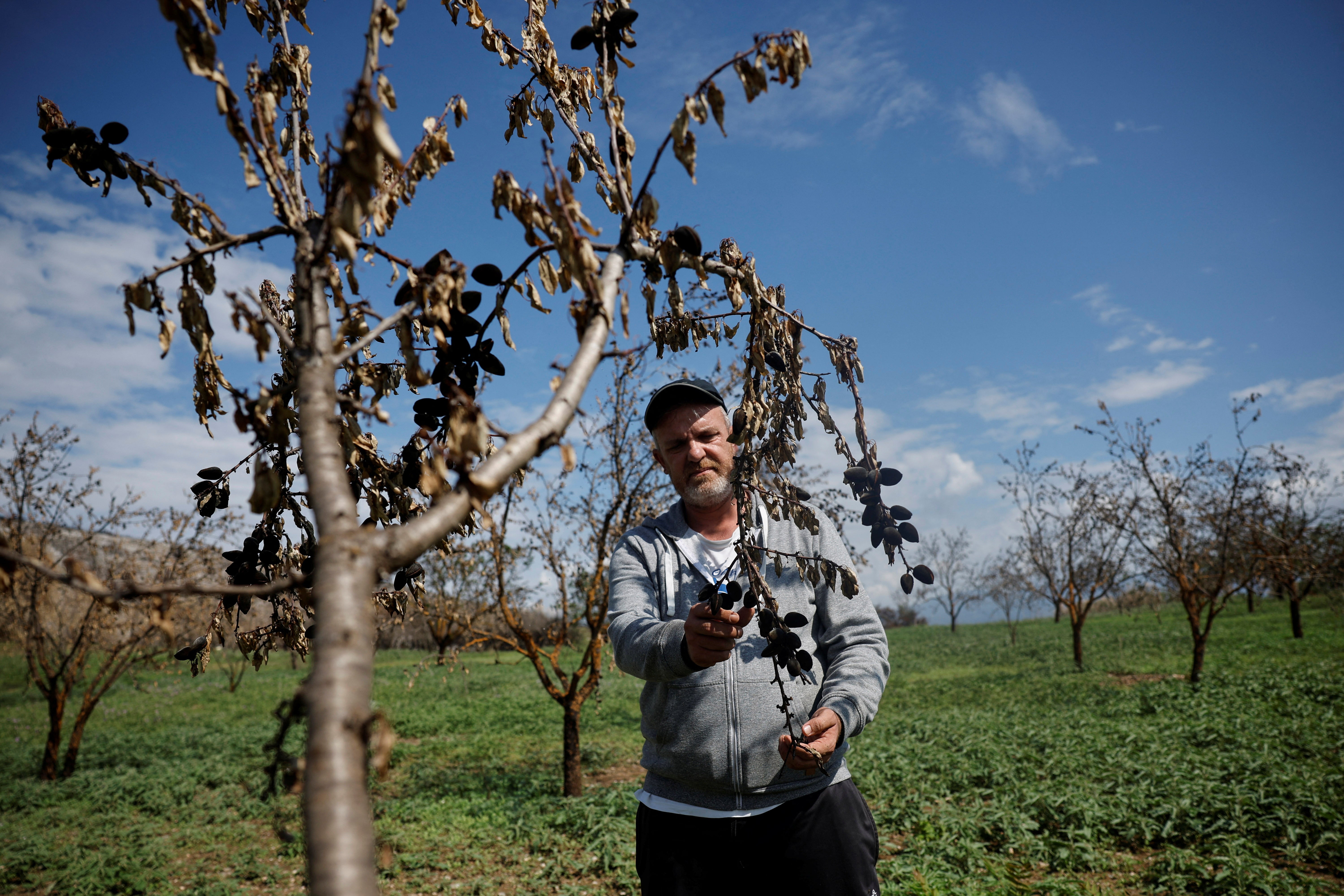 Tsiamitas looks at his burnt almond trees after the fire