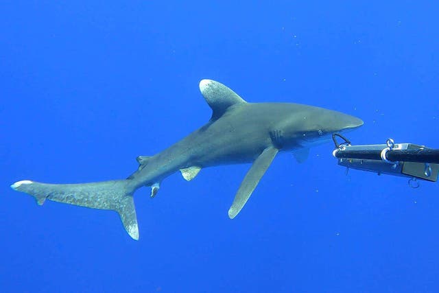 The shark is critically endangered after 60 years of sharp decline (Blue Abacus/Blue Belt Programme/PA)