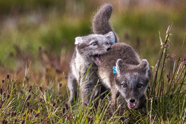 <p>White Arctic fox pups play inside their enclosure at the Arctic Fox Captive Breeding Station near Oppdal, Norway</p>