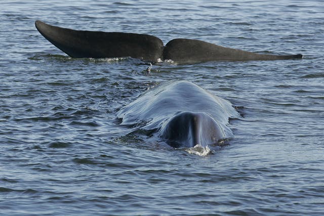 Iceland Whaling