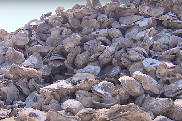 <p>A pile of oyster shells collected by Pier 6 Seafood and Oyster House in San Leon, Texas. The shells will be reintroduced to reefs in Galveston Bay to help promote regrowth of the oyster population after storms in Houston nearly wiped out the oyster population in the bay.</p>