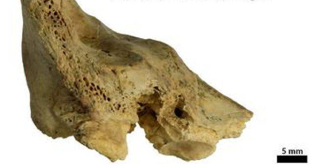 <p>Neanderthal cranial fragment uncovered at Cova Negra</p>
