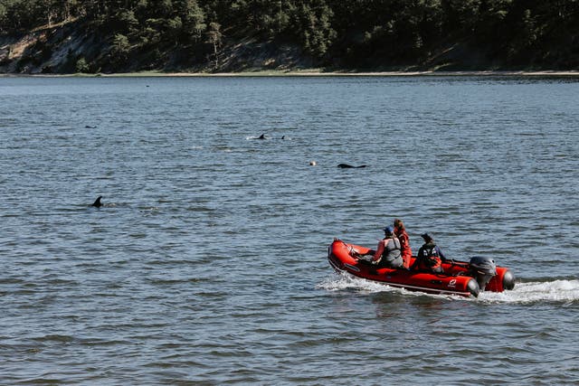 Stranded Dolphins