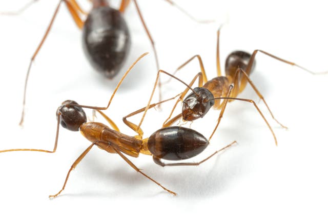 Ants amputate legs in order to ensure survival – study (Bart Zijlstra/UNIL)