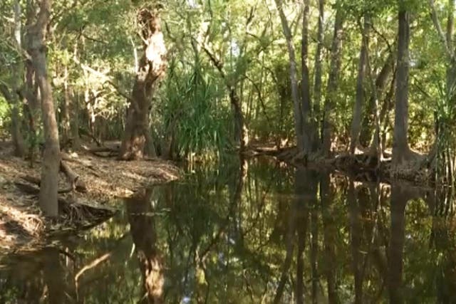 Australia Crocodile Attack