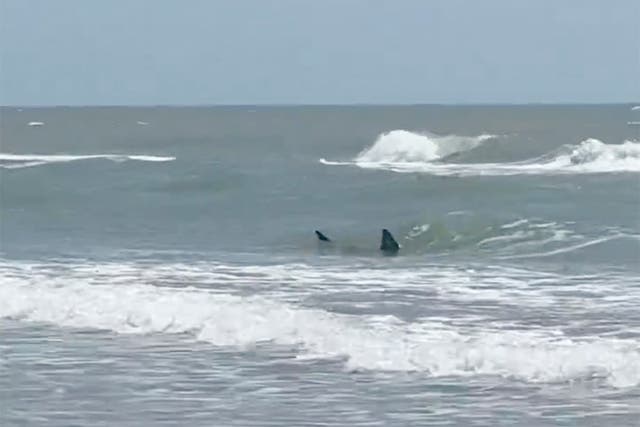 Shark-Bite-South-Padre-Island