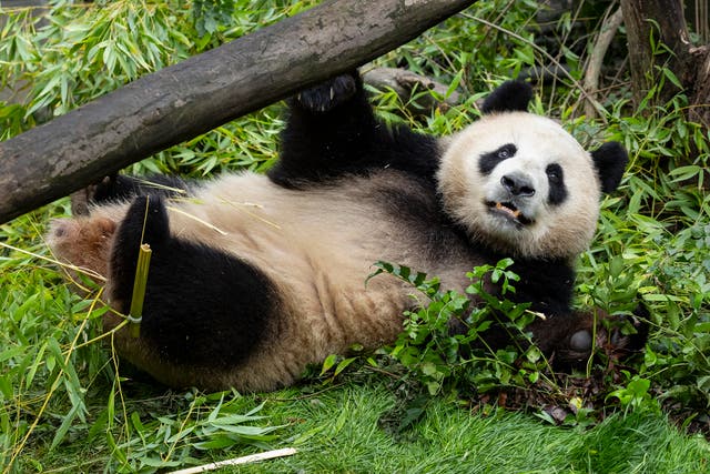 San Diego Zoo Pandas