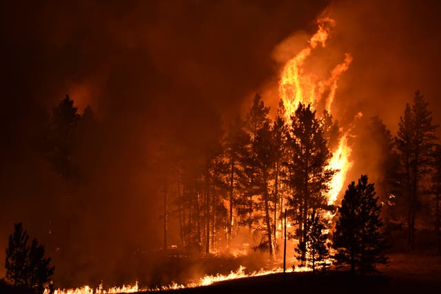 <p>A tree goes up in flames as a wildfire burns on the Northern Cheyenne Indian Reservation, August 2021, near Lame Deer, Mont</p>