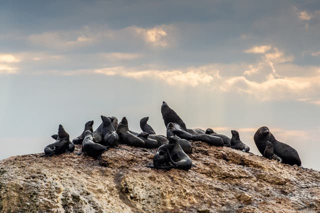 <p>The alert applies to a 400-mile stretch of coastline home to Cape fur seals</p>