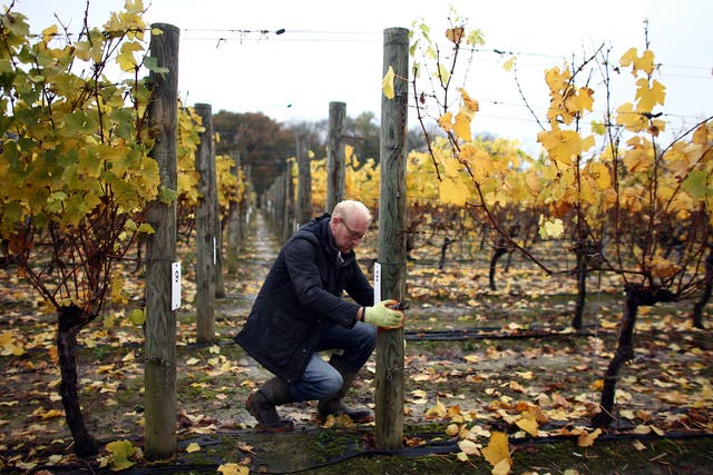 Tending vines at Ridgeview Vineyard in Ditchling, East Sussex