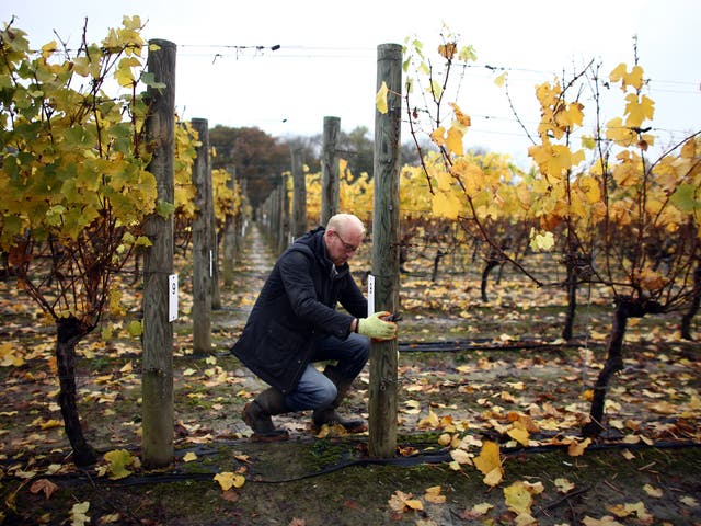 Tending vines at Ridgeview Vineyard in Ditchling, East Sussex