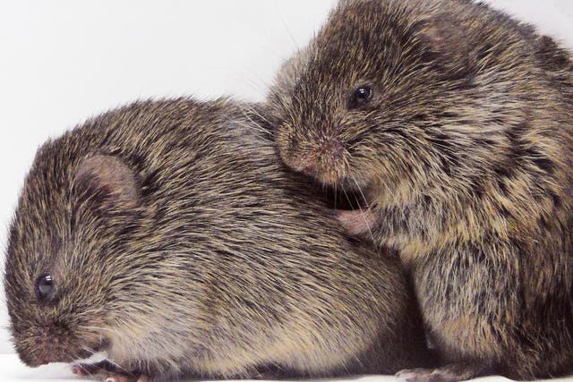 Vole models: mammals could shed light on the role of empathy in human mental health, a study says