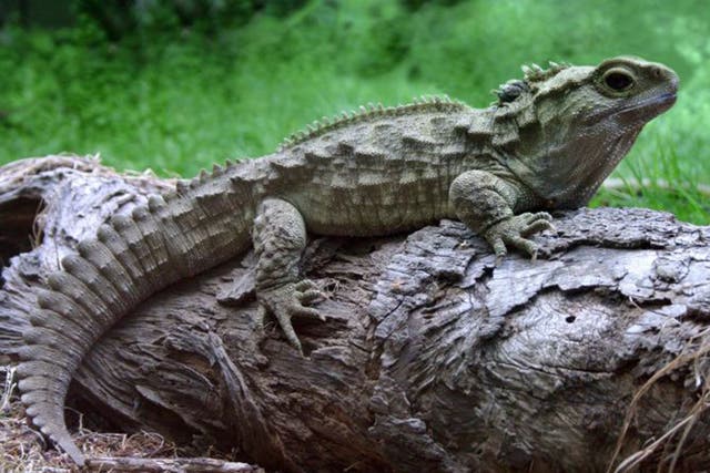 The tuatara is extinct in the wild everywhere except New Zealand