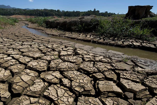 Brazilian farmers were found to have reacted to a warmer climate by planting less soybean and maize