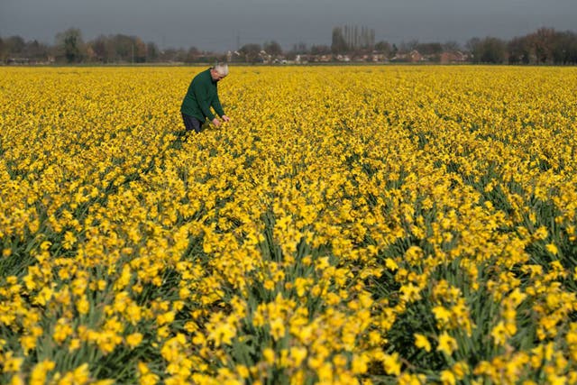 The unseasonably warm weather across the UK had seen Daffodils blooming in December