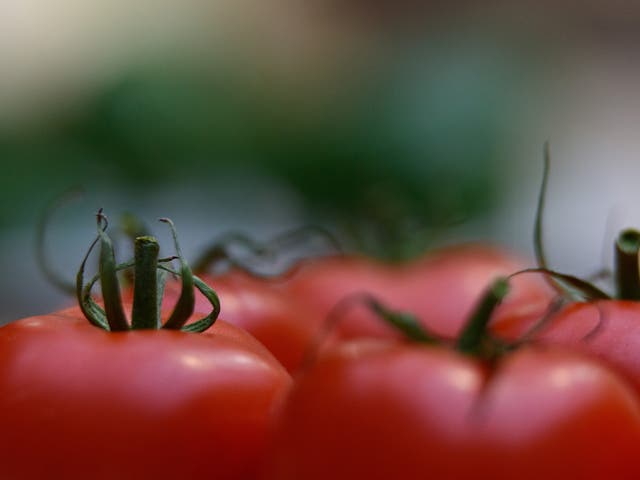 Turning oddly shaped fruit into energy could help tackle waste issues