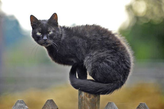 Road rage could be linked to a common parasite spread by cats, new research suggests