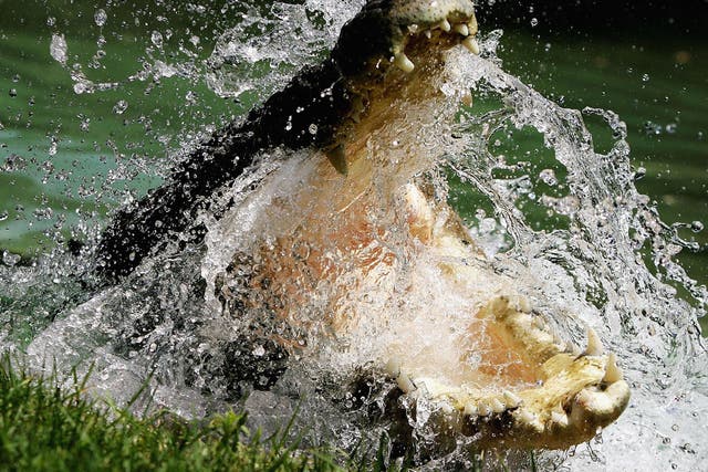 <p>A saltwater crocodile is pictured at the Australian Reptile Park January 23, 2006 in Sydney, Australia</p>