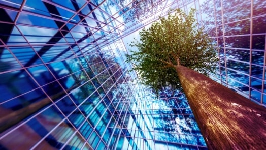 Large tree in an urban office plaza