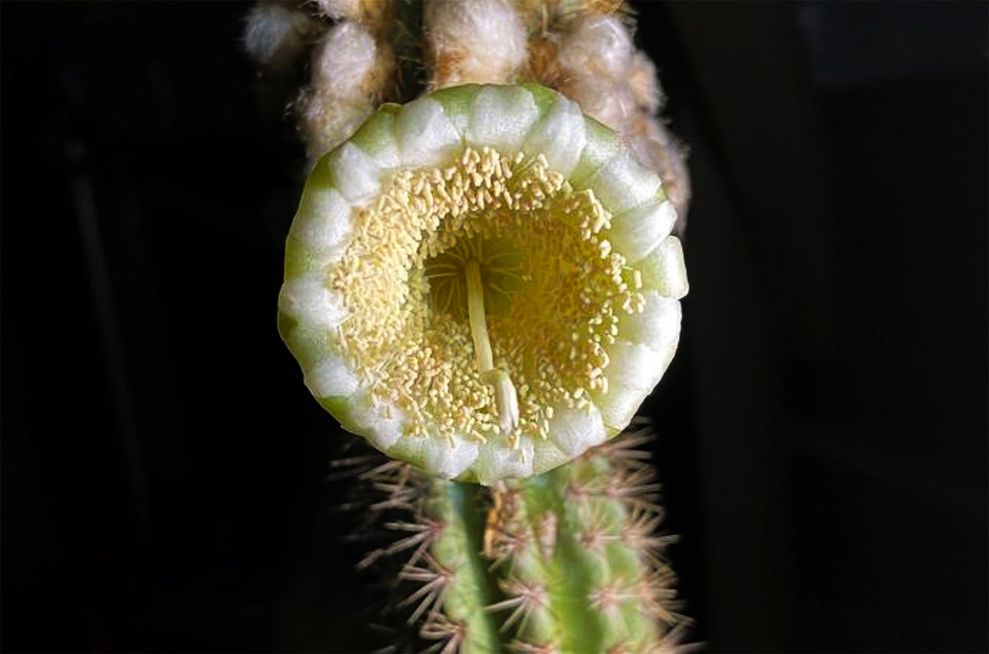 A yellow and white flower on a cactus.