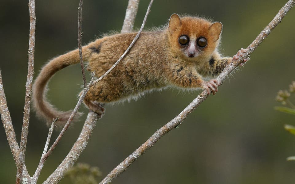 Extinctions ‘may threaten Madagascar’s biodiversity for 23 million years’