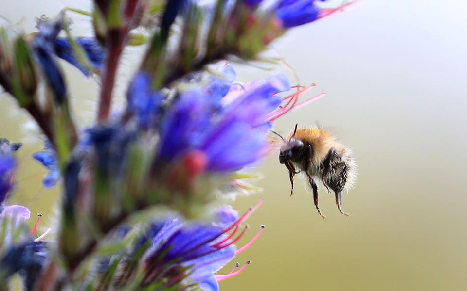 Bumblebees learn to solve puzzles by watching more experienced peers – study