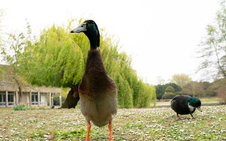 Famous University of York duck Long Boi feared to be dead