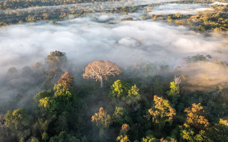 Pressures on Amazon rainforest could lead to large-scale collapse, study warns