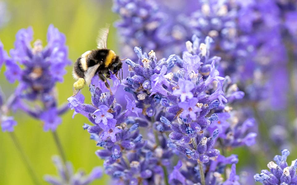 Bumblebees ‘teach others to solve puzzles that are too complex to learn alone’