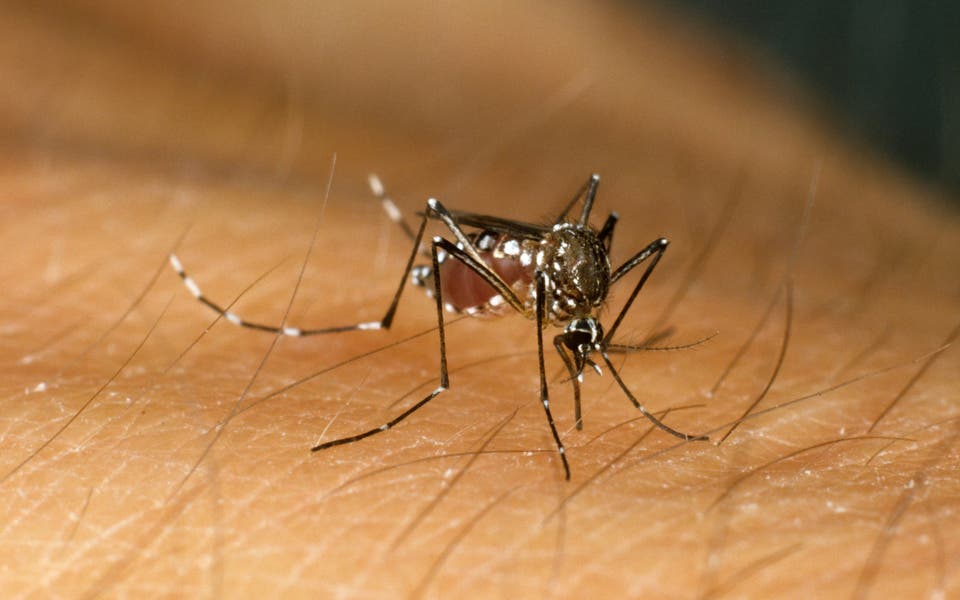 Over half of world’s population ‘could be at risk of mosquito-borne diseases’